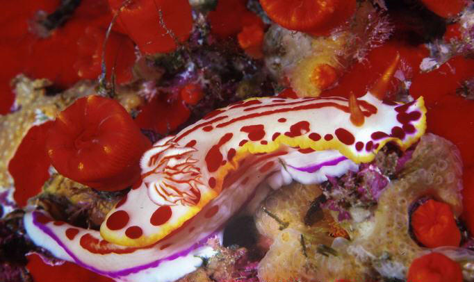 Hypselodoris paulinae